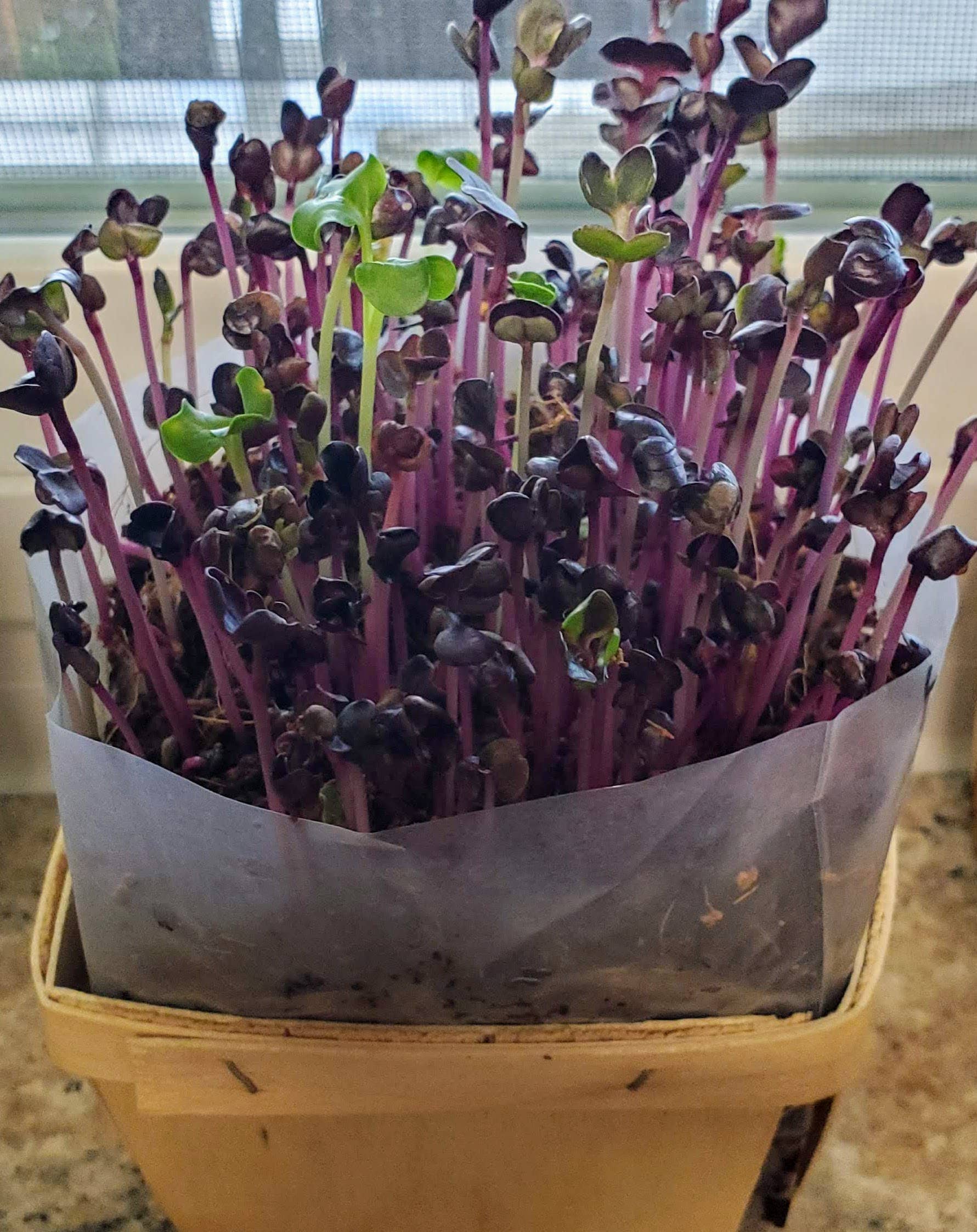 Vitality Farms Company – Engroshandel Plantefrø – Mikrogrønt Dyrkningssæt (Individuelt)3