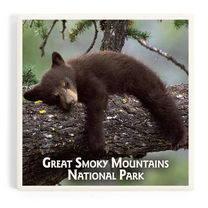 CERAMIC COASTER Great Smoky Mountains, Tennessee Bear Cub for wholesale by Lantern Press