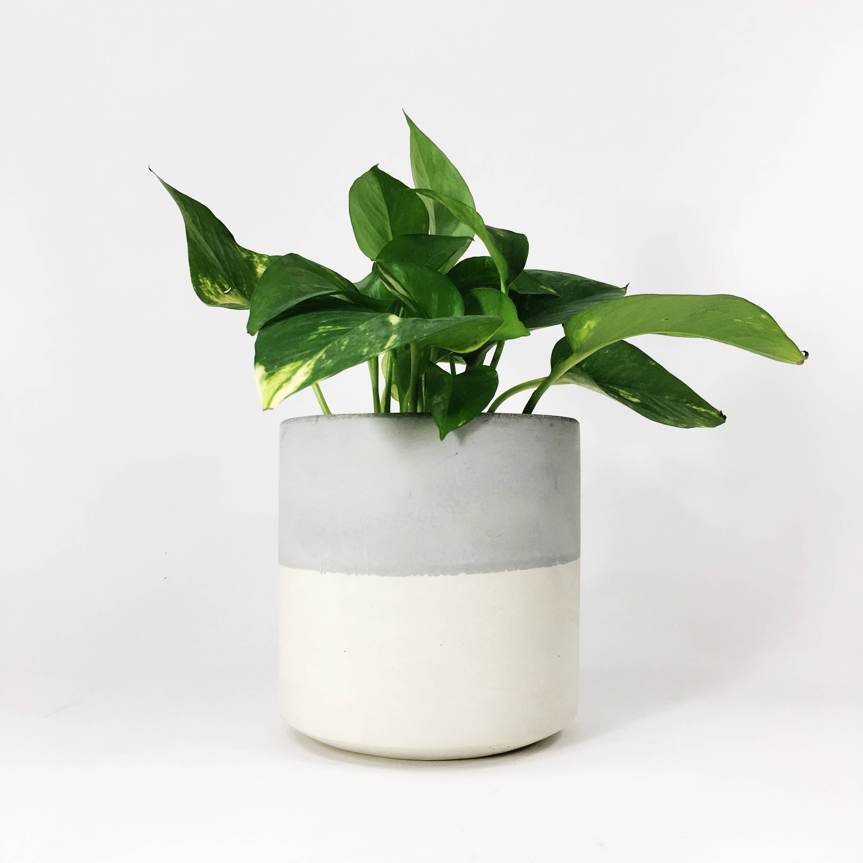 Settlewell - Wholesale Plant Pot - 6" Straight Sided Concrete Pot /  17 Colors2