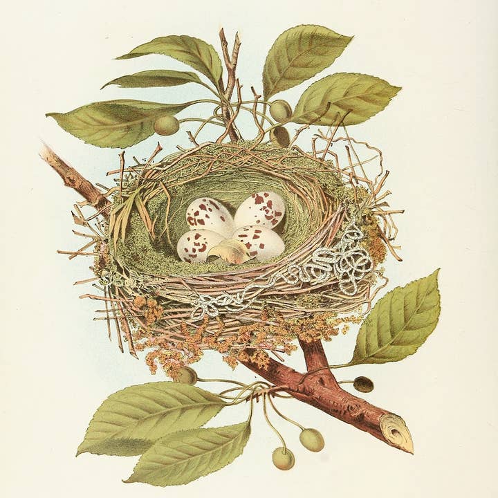 Sea to Skye - Wholesale Art Print - Antique Bird Nest Print1