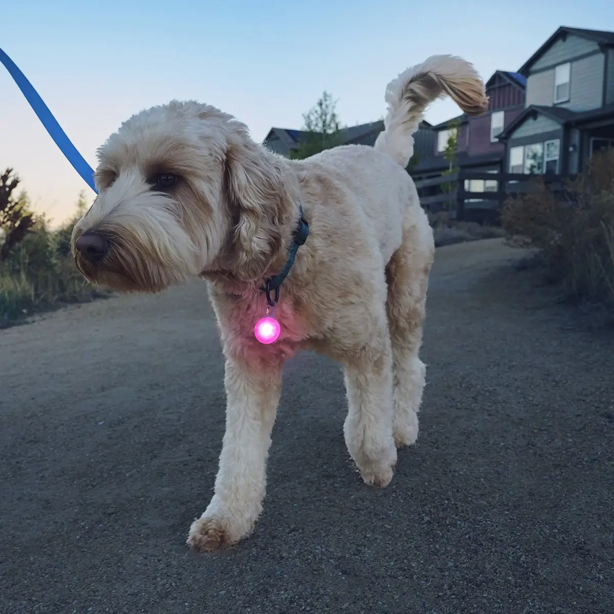 Pet Palette Distribution - Wholesale Pet Collar - Cat/Dog - Nite Ize SpotLit® Rechargeable Collar Light - Pink6