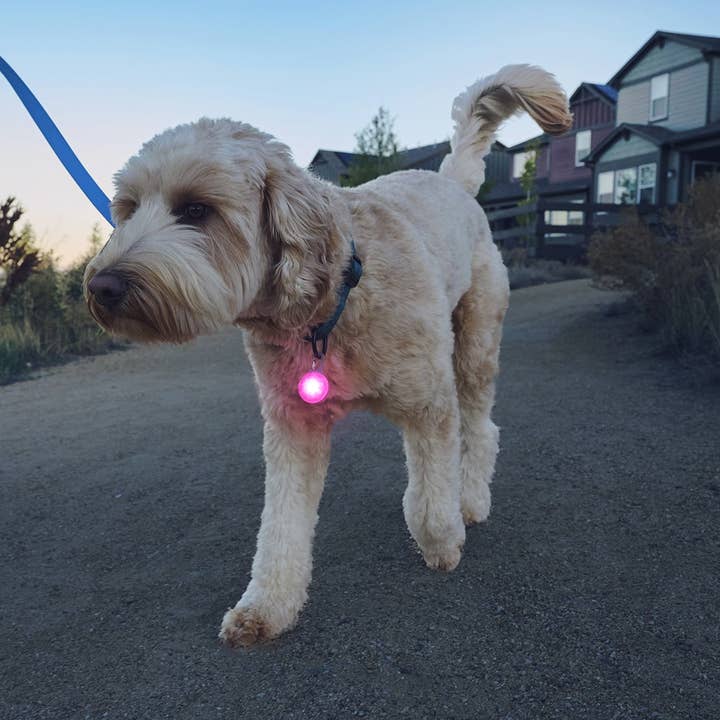 Pet Palette Distribution - Wholesale Pet Collar - Cat/Dog - Nite Ize SpotLit® Rechargeable Collar Light - Pink6