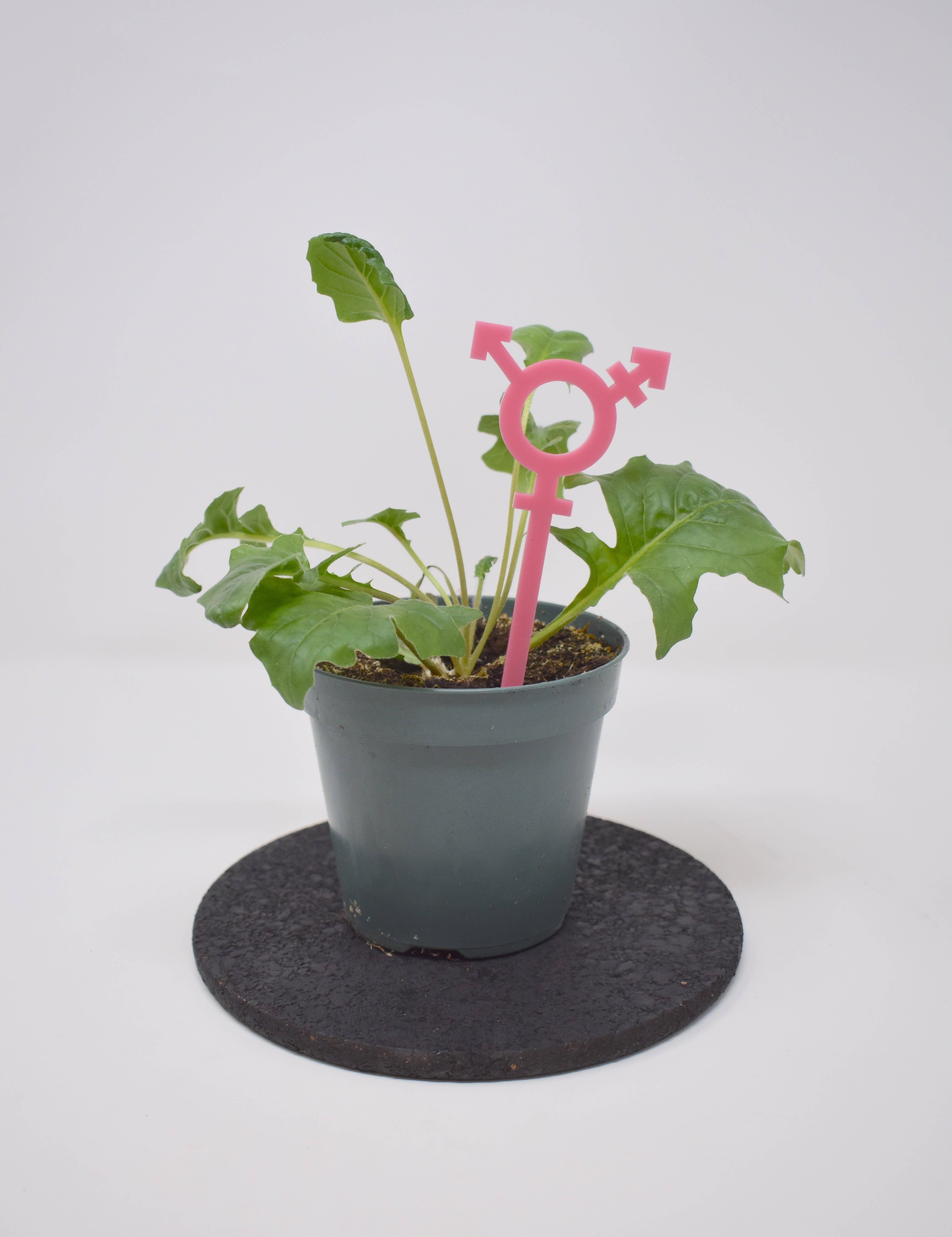 Morganite Press - Wholesale Plant Pot Stand - Transgender Symbol Plant Stake5