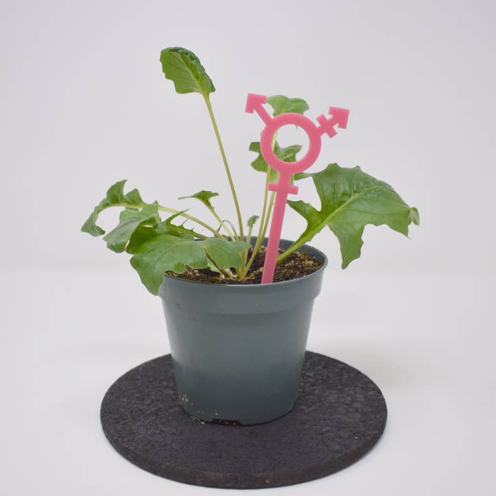 Morganite Press - Wholesale Plant Pot Stand - Transgender Symbol Plant Stake5