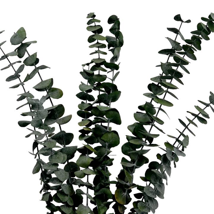 Feuilles d'eucalyptus à petites feuilles préservées, 17-21" de long pour la vente par 2626 Designs