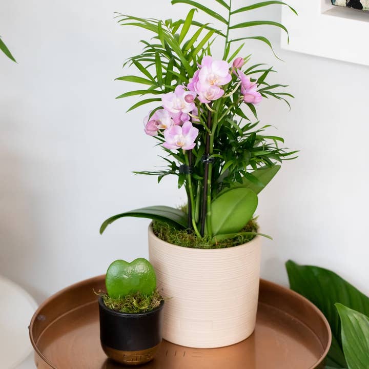 Jungle Orchid moss up in ceramic pot for wholesale by The Little Botanical