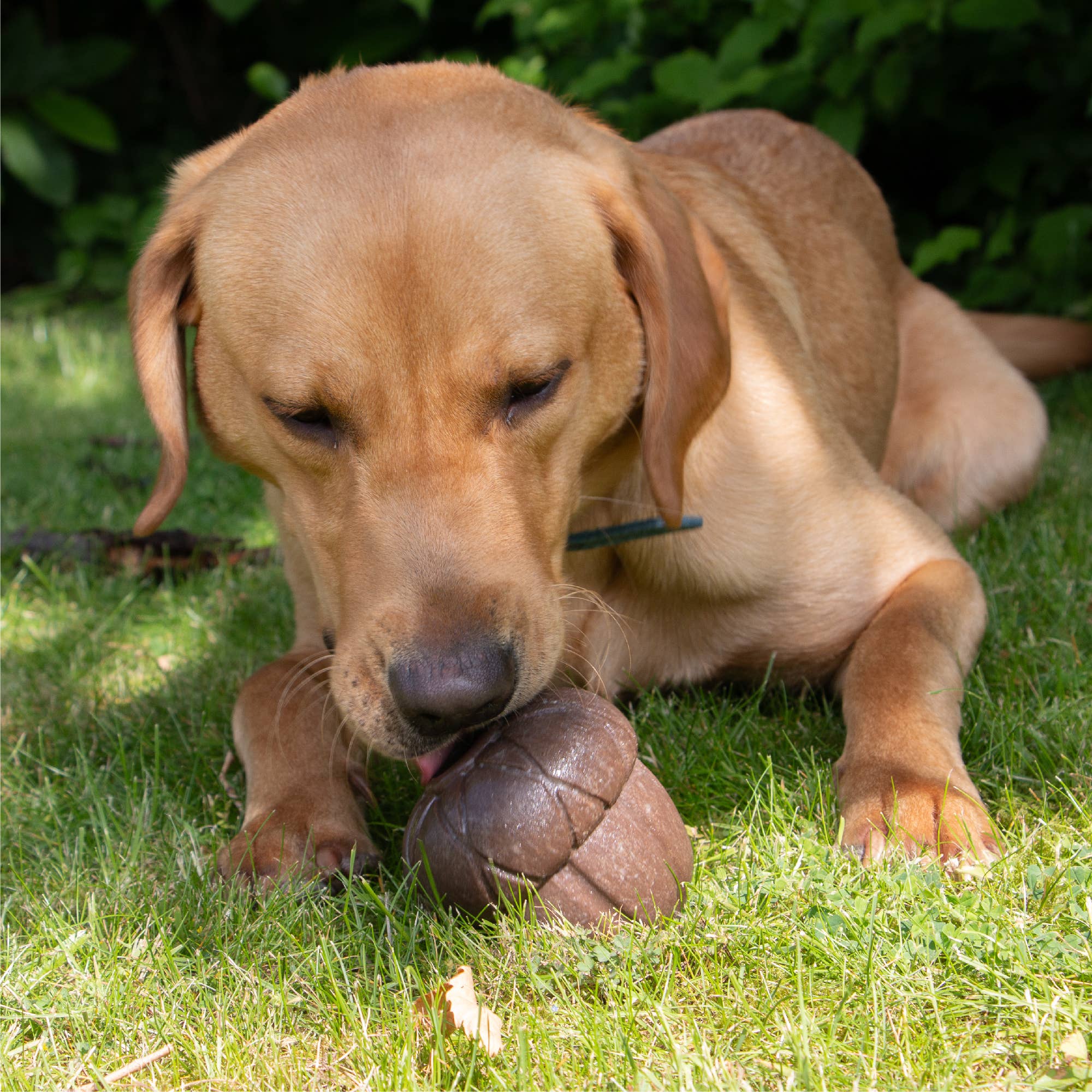 Ancol Pet Products Ltd - Wholesale Pet Toy - Dog - ÖRVA Tuff Stuff Acorn1