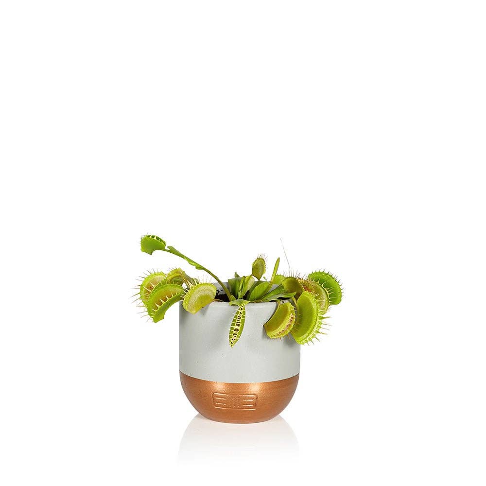 The Little Botanical – wholesale Live plant – Venus Fly Trap Plant1