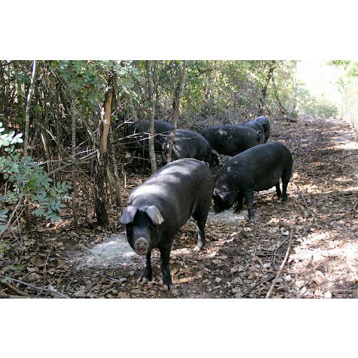 Gulia Food - Wholesale Salami - Soppressata Calabrese2