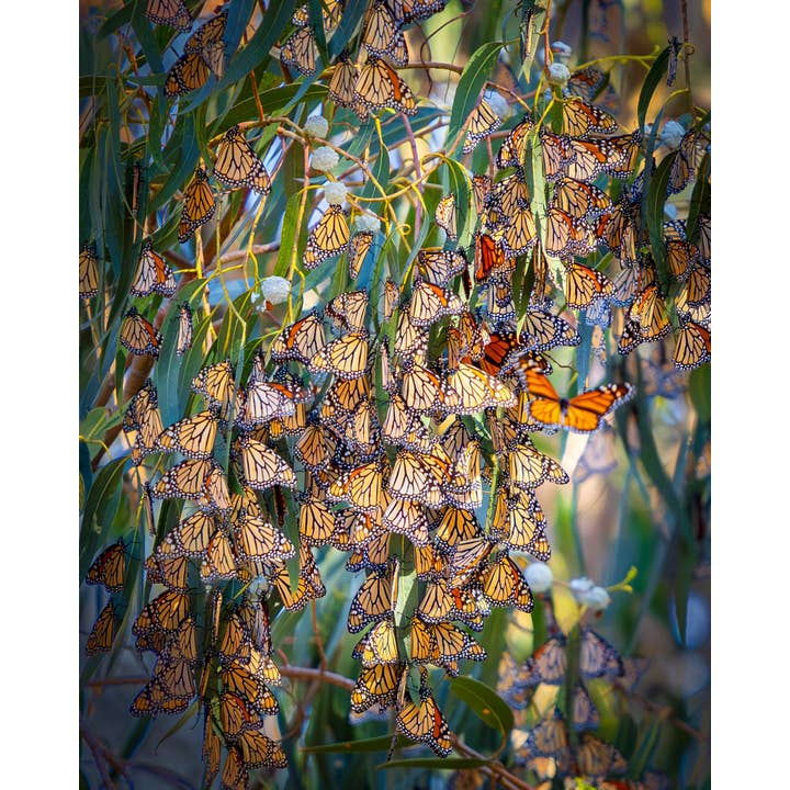 L'emblématique monarque de Californie, Butterly Grove #2 | Paysage pour la vente par Richard Miles Photos