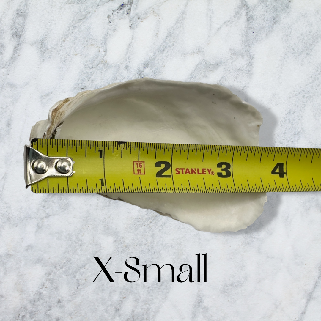 Shell Yeah By Jaks LLC - Wholesale Jewellery dish - Golden Coast Oyster Shell Jewelry Tray – Gold Rim13