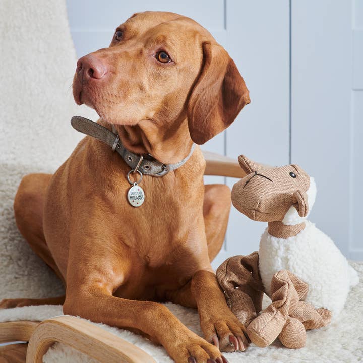 Sweet William Designs - Vente Peluche – chien - Jouet pour chien - Woolliam l'agneau1