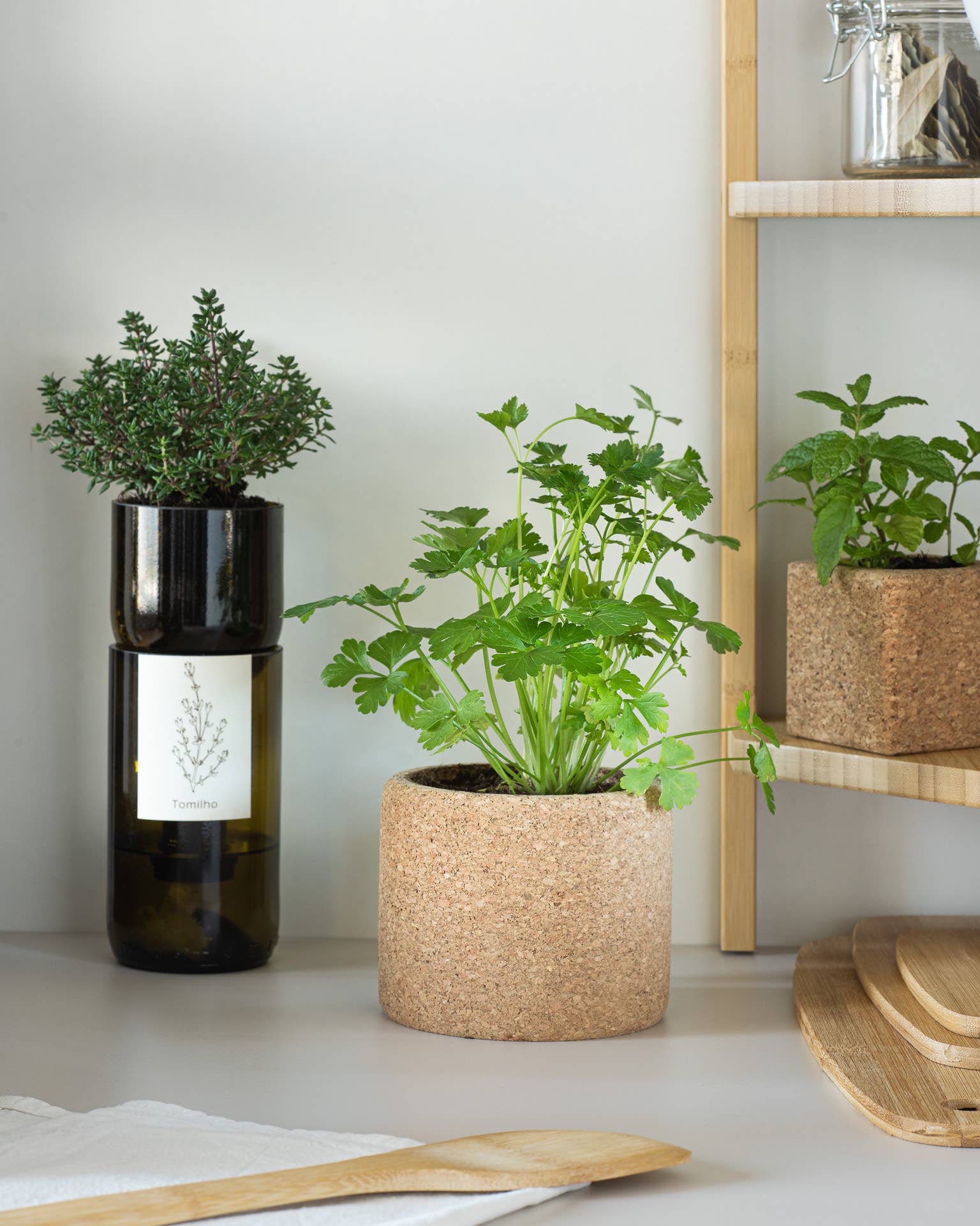 Life in a bag - Wholesale Plant Seeds - Grow Bottle Basil5