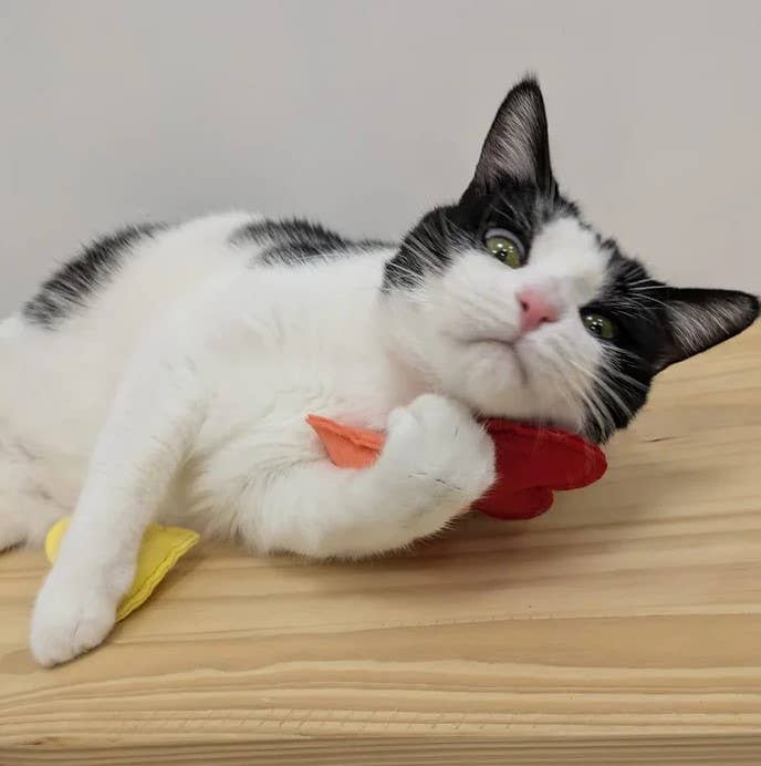 LES MATOULONNAIS - Venta al por mayor Juguete - Gatos - Nube arcoíris de fieltro «LES MATOULONNAIS»2