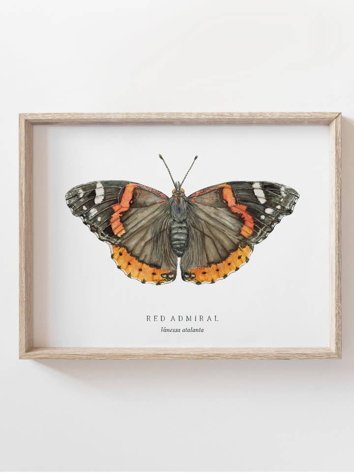 Red Admiral Butterfly Watercolor Art Print | Nature Chart | for wholesale by Feed & Dwell