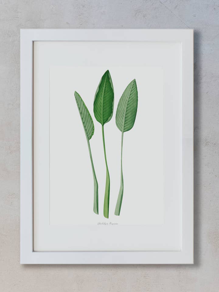 Watercolor Prints - Sterilizia Reginae for wholesale by Save the date projects