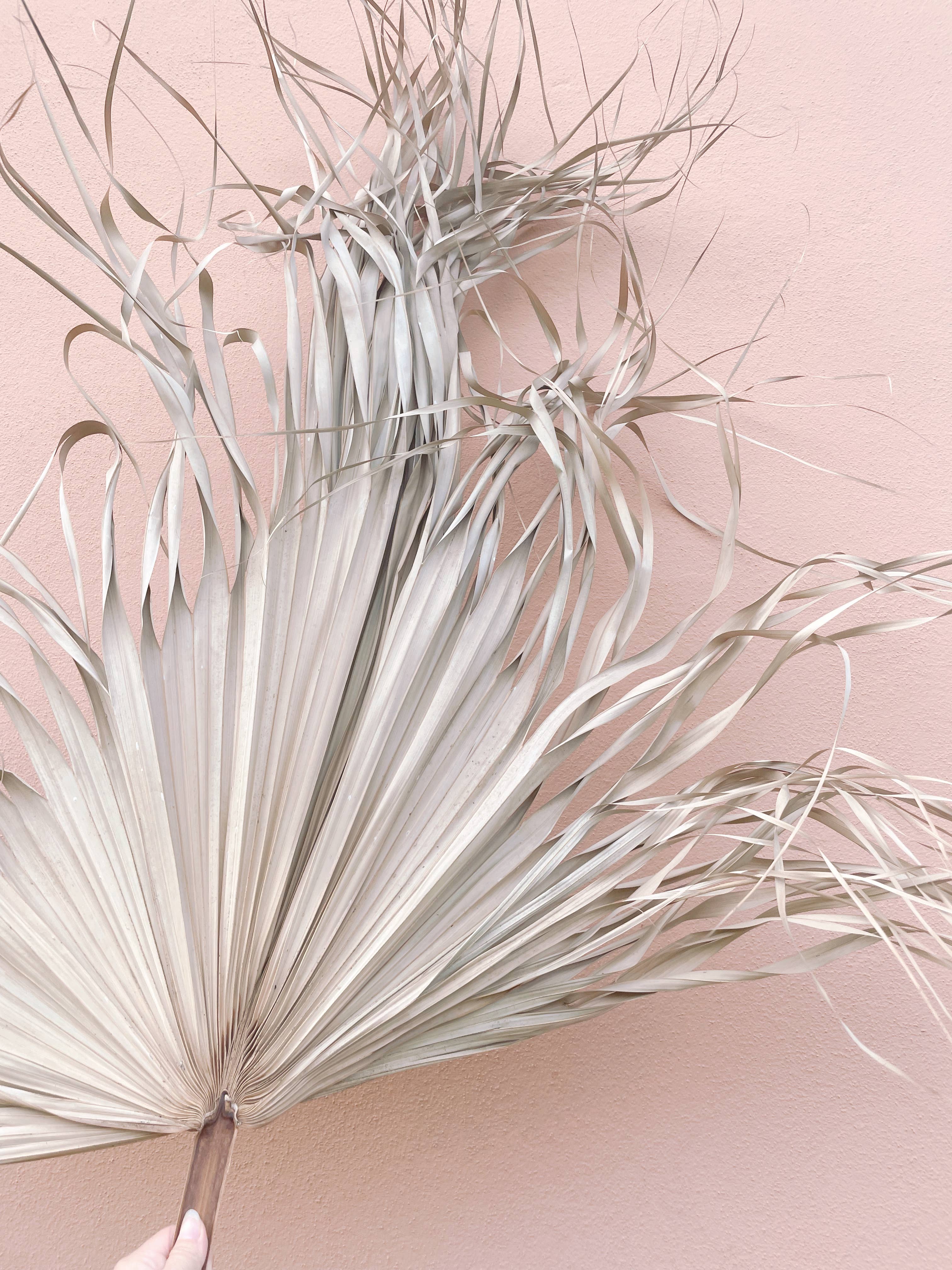 The Blooming Palm - Wholesale Retailermonster - 3 ft (91 cm) jumbo natuurlijke gedroogde wilde palmblad waaiervorm12