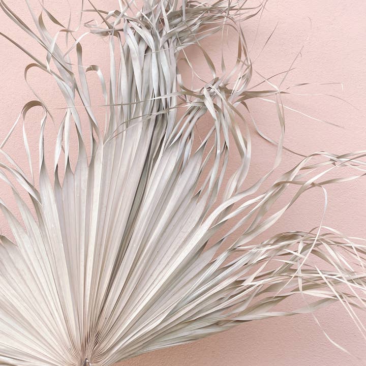 The Blooming Palm - Wholesale Retailer sample – Home decor - 3ft. JUMBO Sun-Dried Wild Untouched Palm Leaf Wispy Frond12