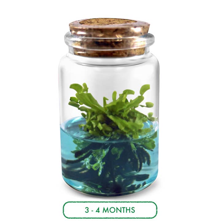 bloomify - Vente Kit de bricolage - Kit de terrarium Dionée Attrape-Mouche DIY, Plante VFT Vivante, Cadeau Parfait pour Tous Âges, Plante Éducative Exotique Originaire des États-Unis2