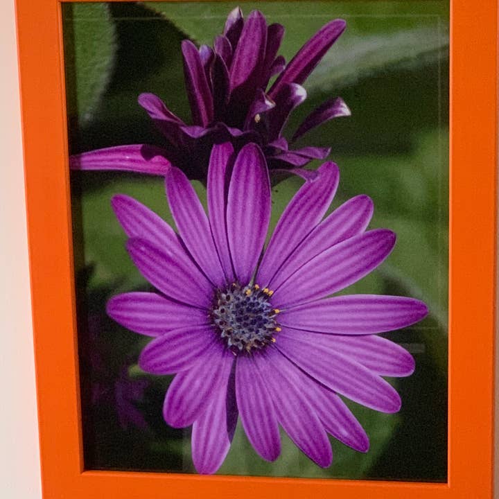 Glory - orange framed wall print for wholesale by Analogy Designs