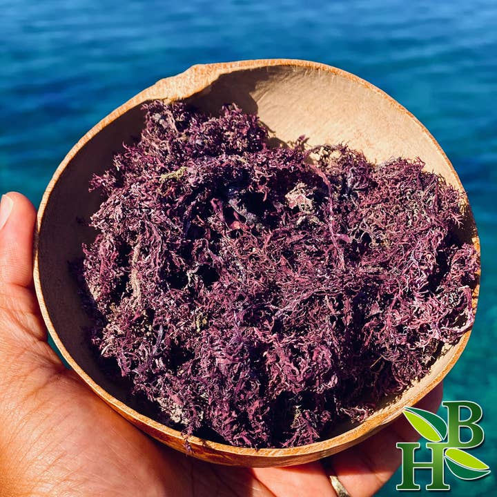 Herb To Body - Wholesale Herbs - Wildcrafted Purple Sea Moss from Caribbean - Food & Topical7
