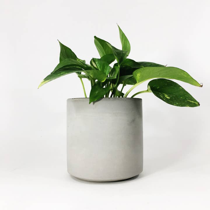 Settlewell - Wholesale Plant Pot - 6" Straight Sided Concrete Pot / 17 Colors1