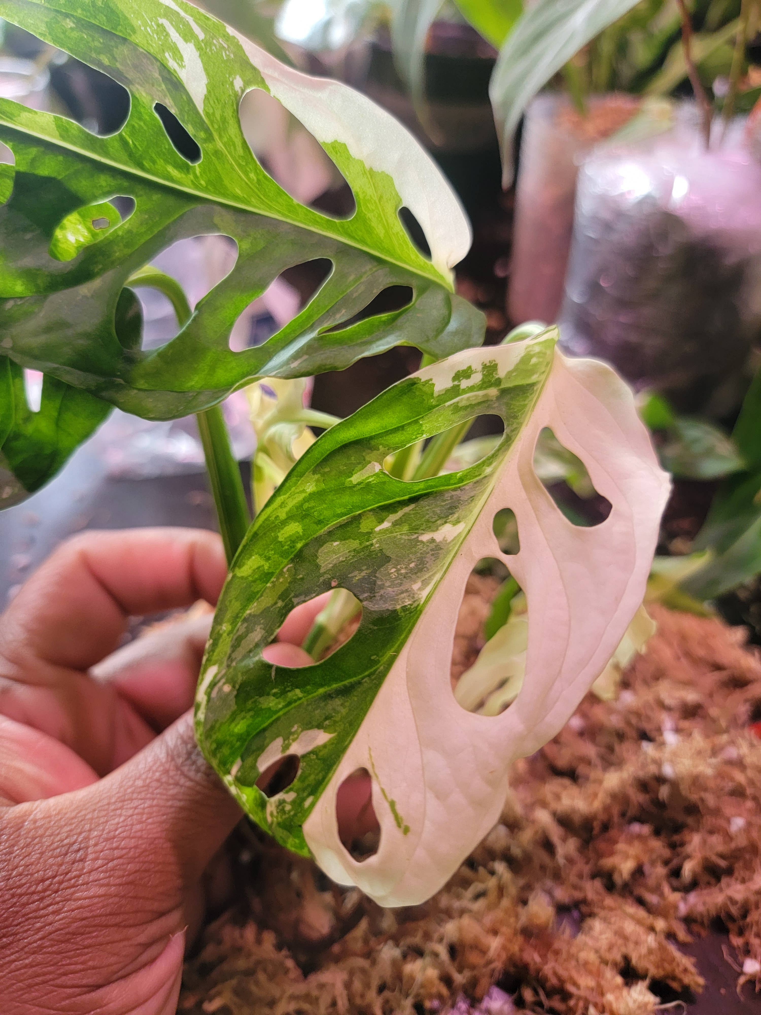 Mosley's Tropical Plants – wholesale Live plant – Monstera Adansonii Japanese Tricolor 3+ leaf rooted plant1