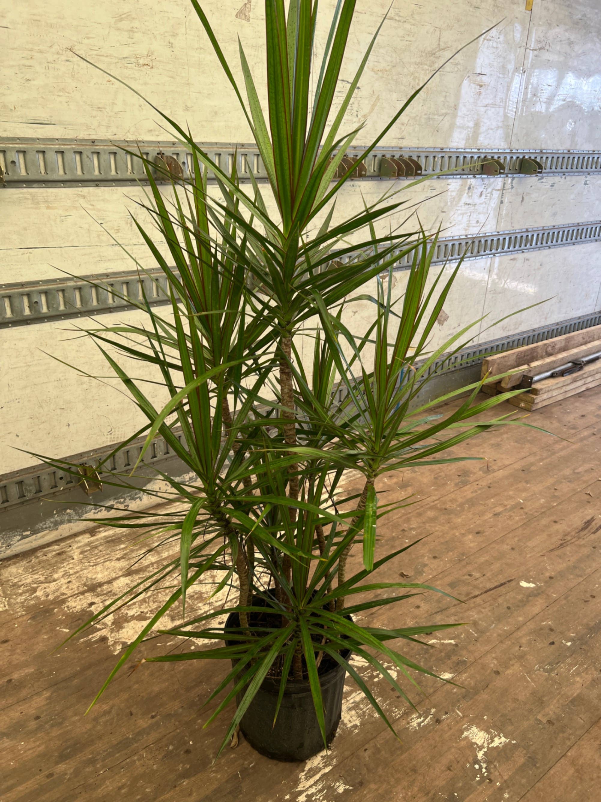 Triad Plants - Vente Plante - Dracaena Marginata de 12 pouces en quinconce1