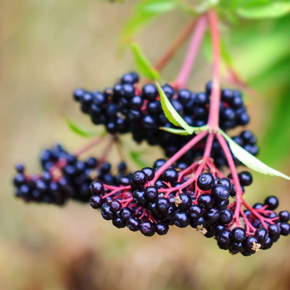 Oasis of Life - Wholesale Live Plant - Berry Plants – 4 Plants Rubus, Rubrum, Uva, Fructosus – Mix of Currants, Blackberries & Gooseberries – Fruit Plants for Garden & Balcony – Easy Care & Hardy – Height 25–40cm – Ø9cm5
