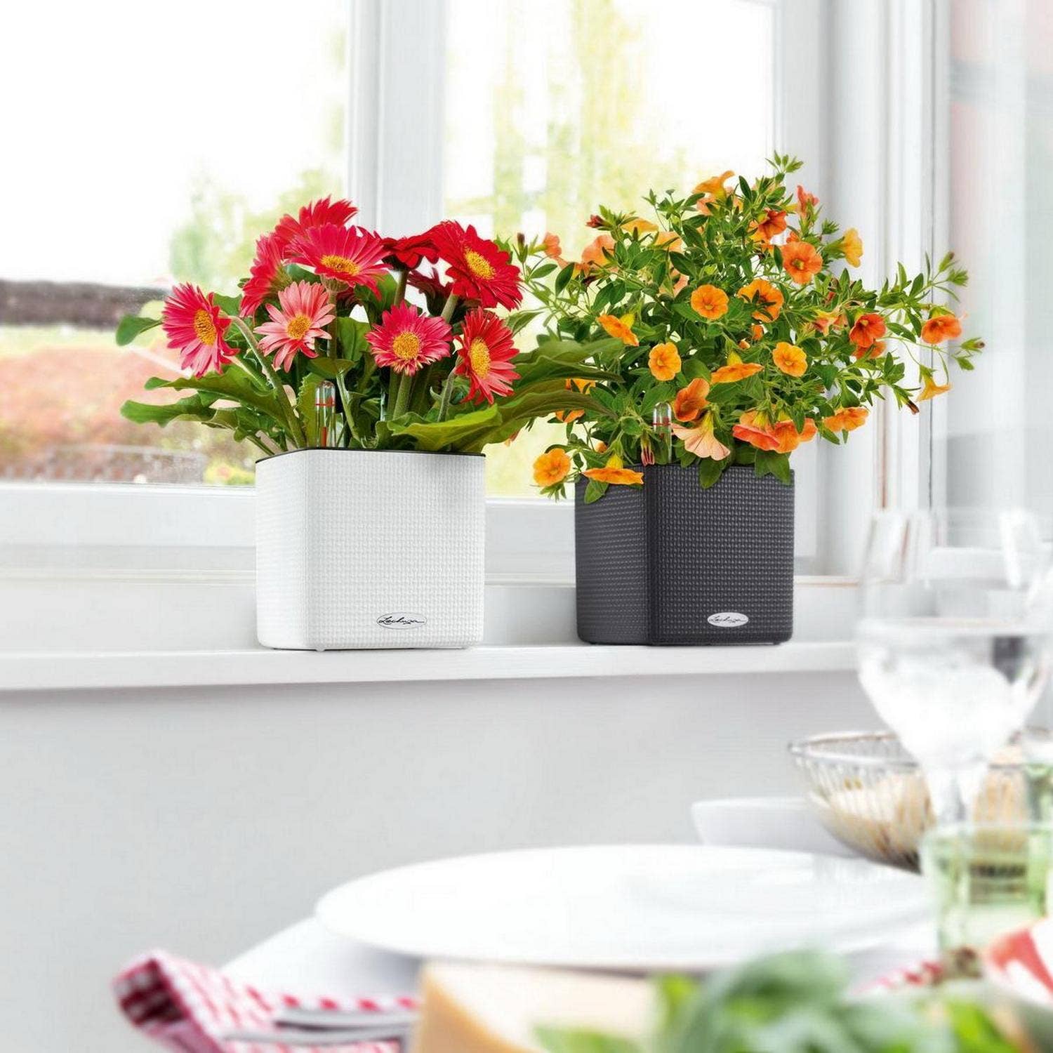 Lechuza Self Watering Planters – Engroshandel Plantekasse – LECHUZA CUBE farve poly harpiks tabel firkantet plantageejer5