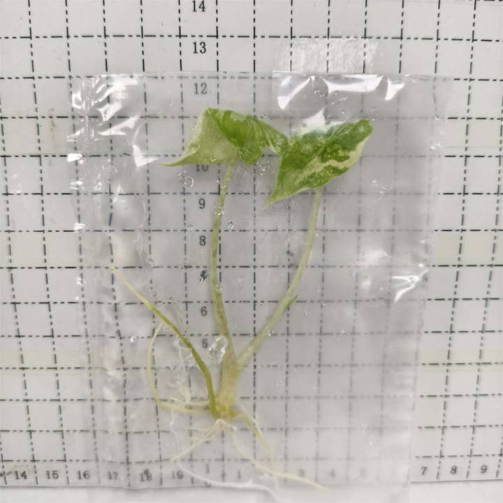 OrchidBox - Wholesale Live Plant - Alocasia "Sarian" variegated TC Plantlet | Rare Houseplant3