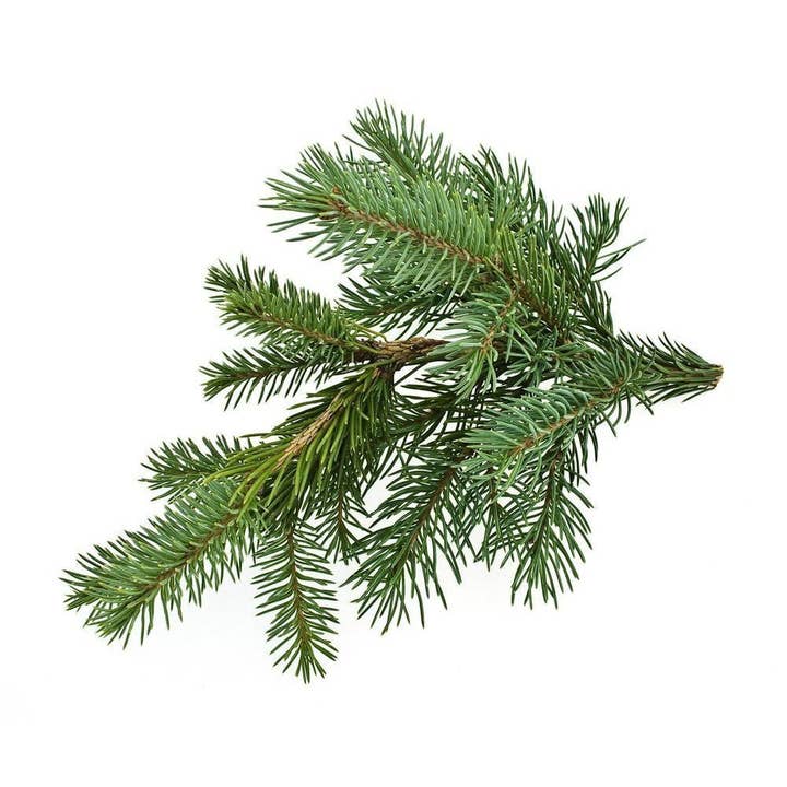 Herbs On The Hill – wholesale Essential oil – Black Spruce Essential Oil 10ml| Herbs On The Hill | | Herbs on the Hill