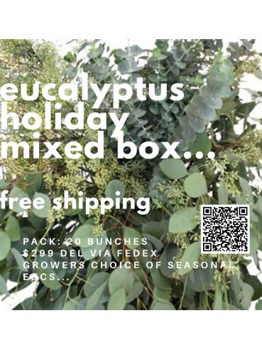 Assorted Eucalyptus Holiday Mixed Box for wholesale by Florasource