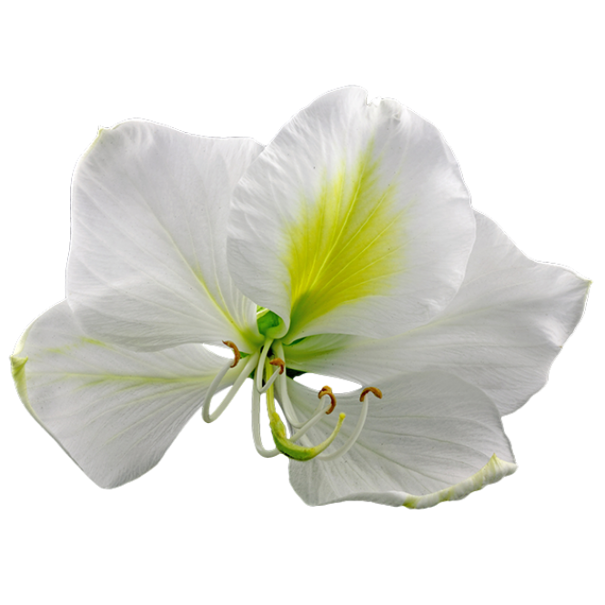 Sprigbox - Wholesale Plant Seeds - Orchid Tree Grow Kit | Wooden Planter Box | Indoor Gardening3