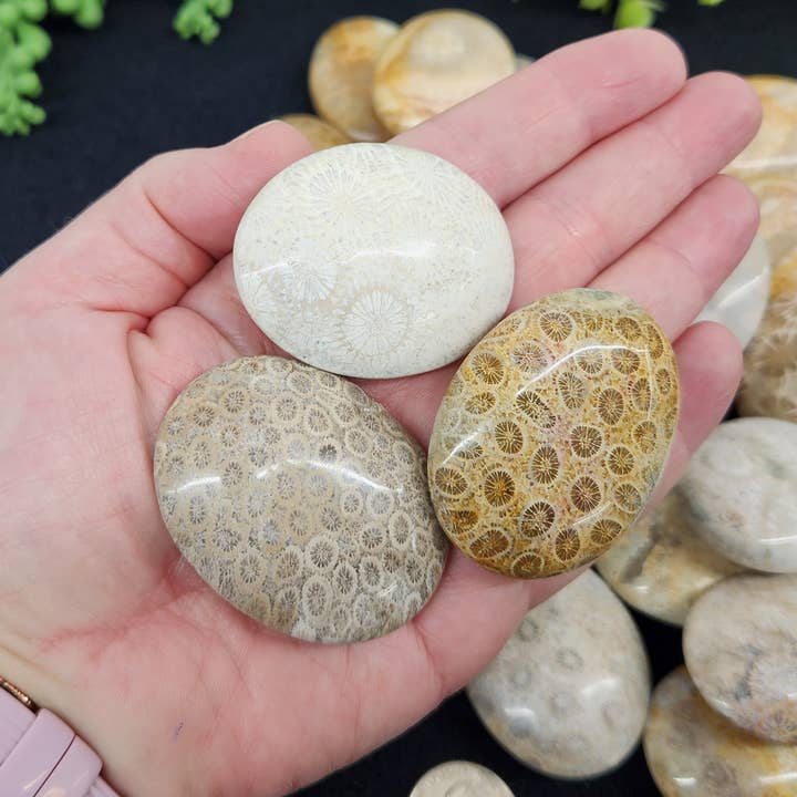 Meraki Gemstones - Wholesale Spiritual Stone/Crystal - Fossil Coral (0.5kg/1.1lbs.) Palm Stones/Pillow Shape6