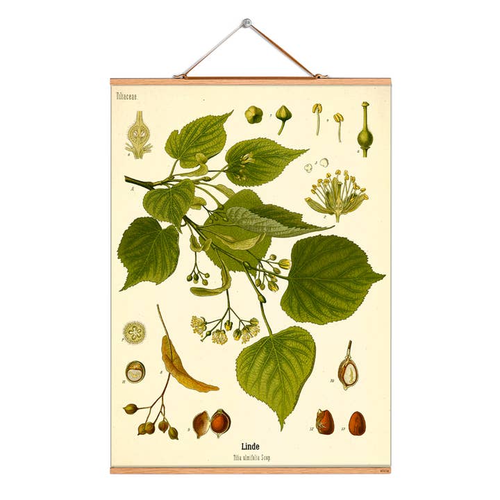 Scroll picture illustration # 255/Köhler/Winterlinde for wholesale by Eicie