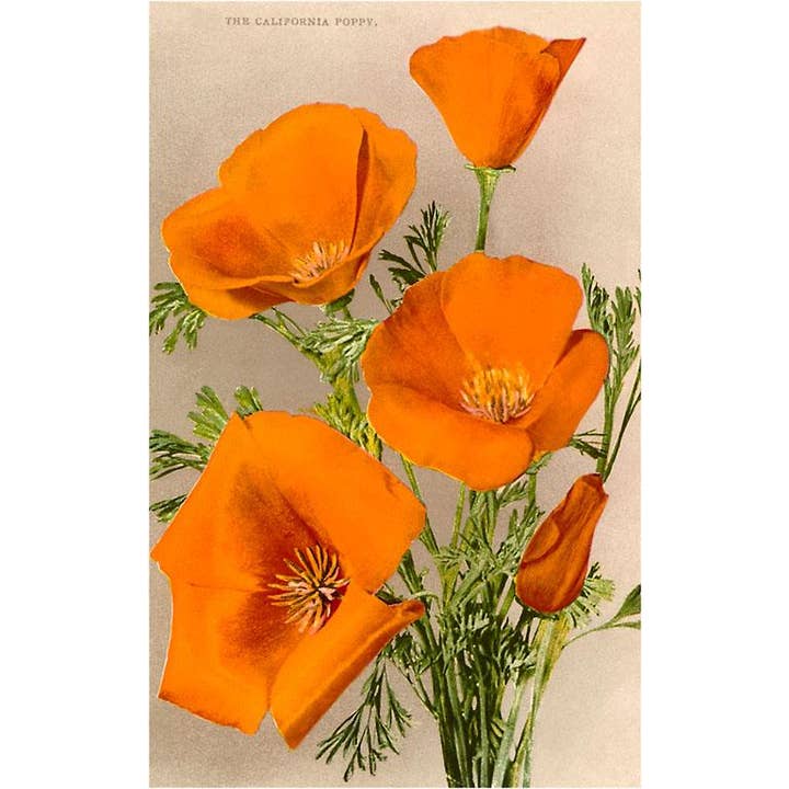 Postcard CA-121 California Poppies for wholesale by Found Image Press