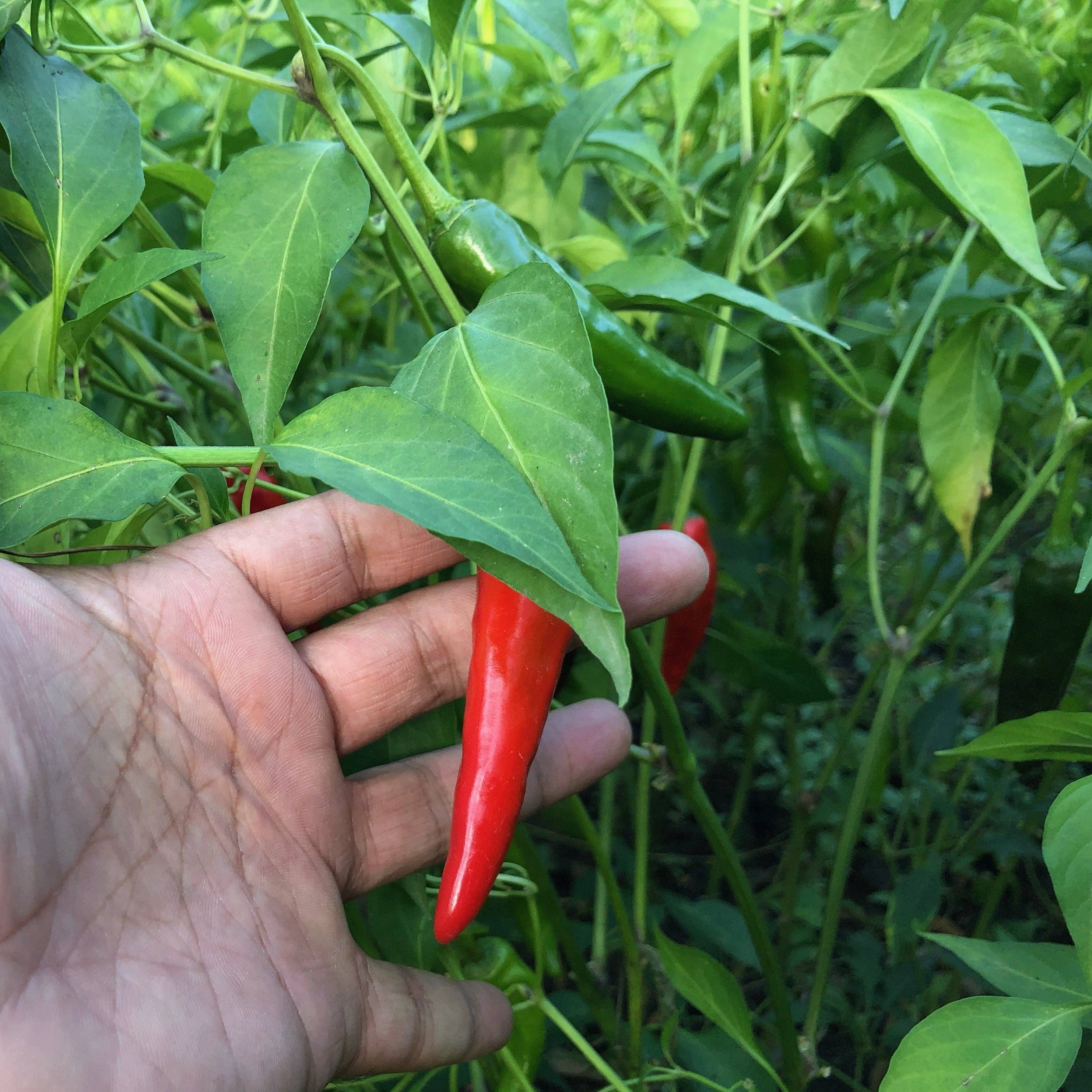 Burlap & Barrel - Wholesale Dried Spice - Kashmiri Chili Powder - Single Origin Spice & Seasoning1