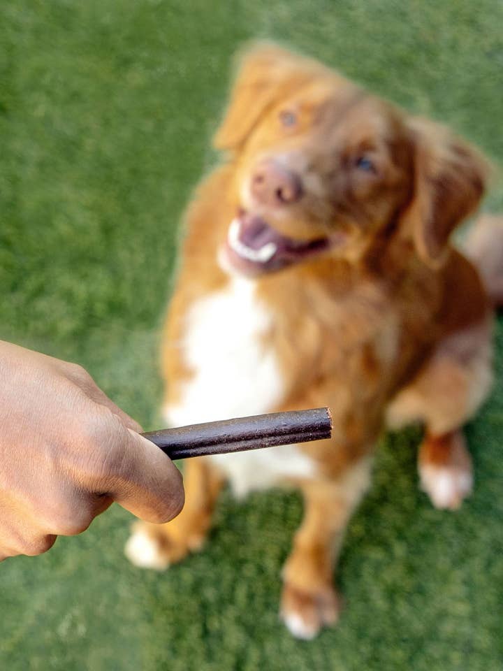 Bâtonnets de collagène pour la vente par Downtown Pet Supply