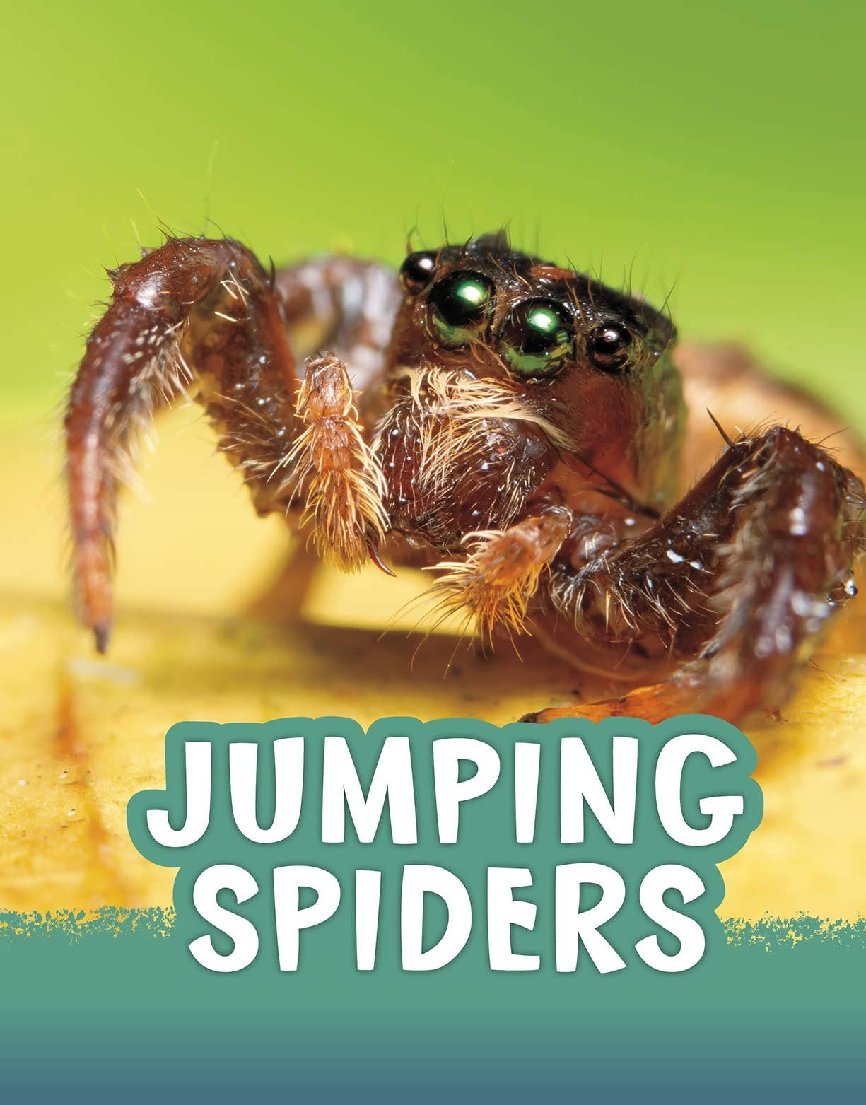 Boon Books - Wholesale Early Reader Book (6-8) - Jumping Spiders (Animals) by Jaclyn Jaycox0