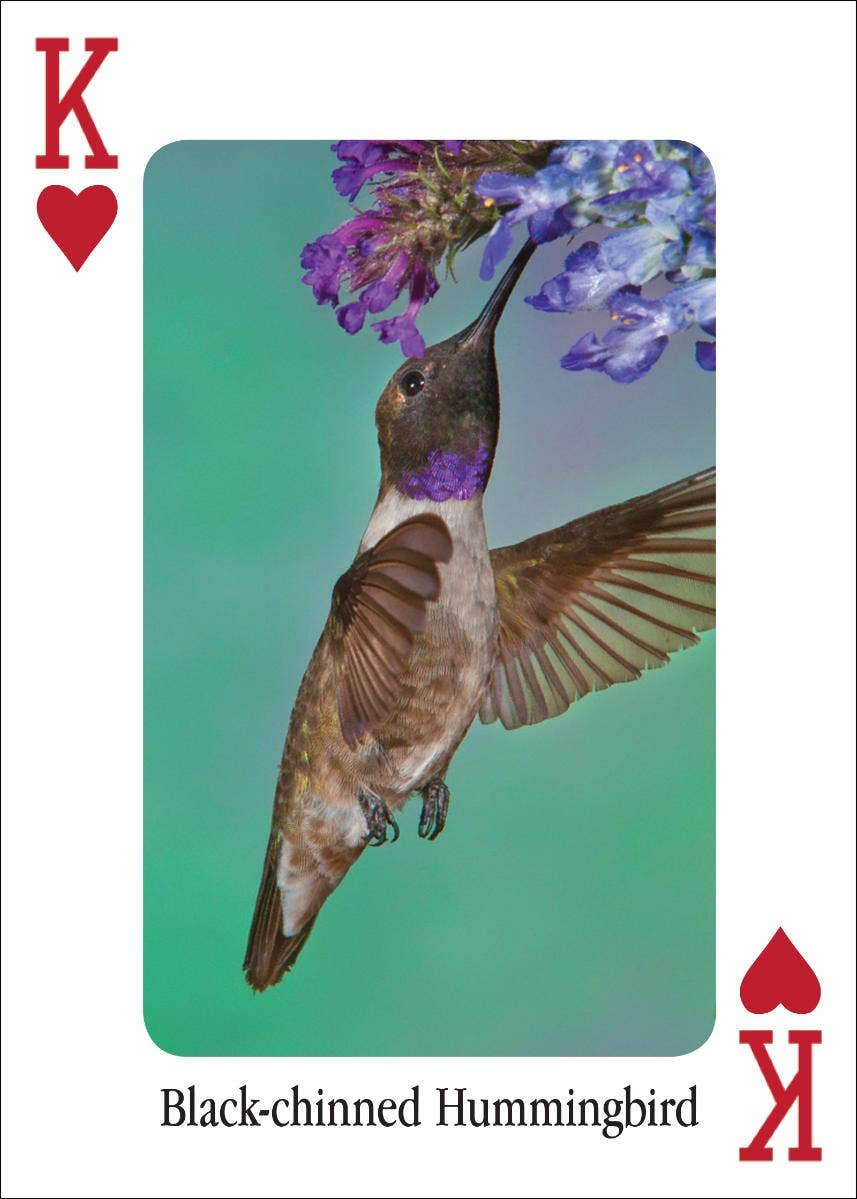 AdventureKEEN - Wholesale Playing Cards - Hummingbirds Playing Cards4