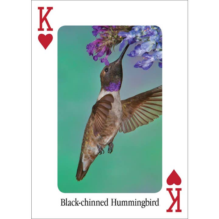 AdventureKEEN - Wholesale Playing Cards - Hummingbirds Playing Cards4