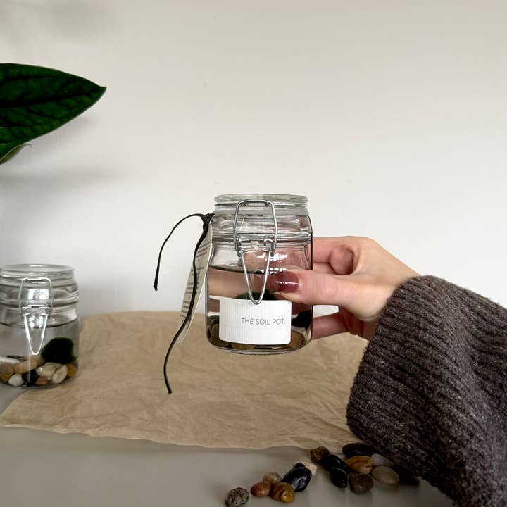 The Soil Pot – wholesale Live plant – Marimo Moss Ball Jar