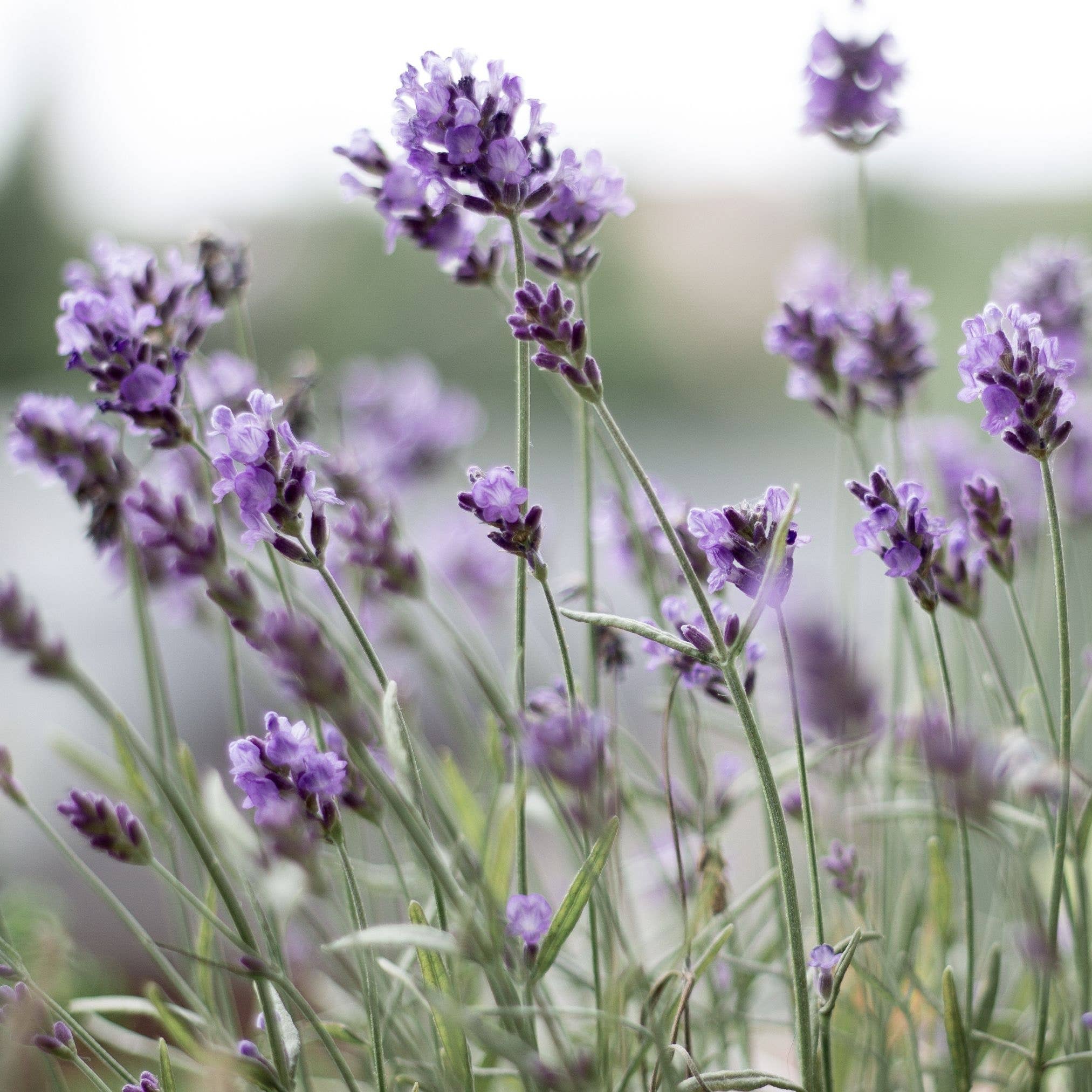 Laska Collection - Wholesale Spa/Therapy Pillow - Lavender Eye Pillow w/ Removable Cover - Textured Green3