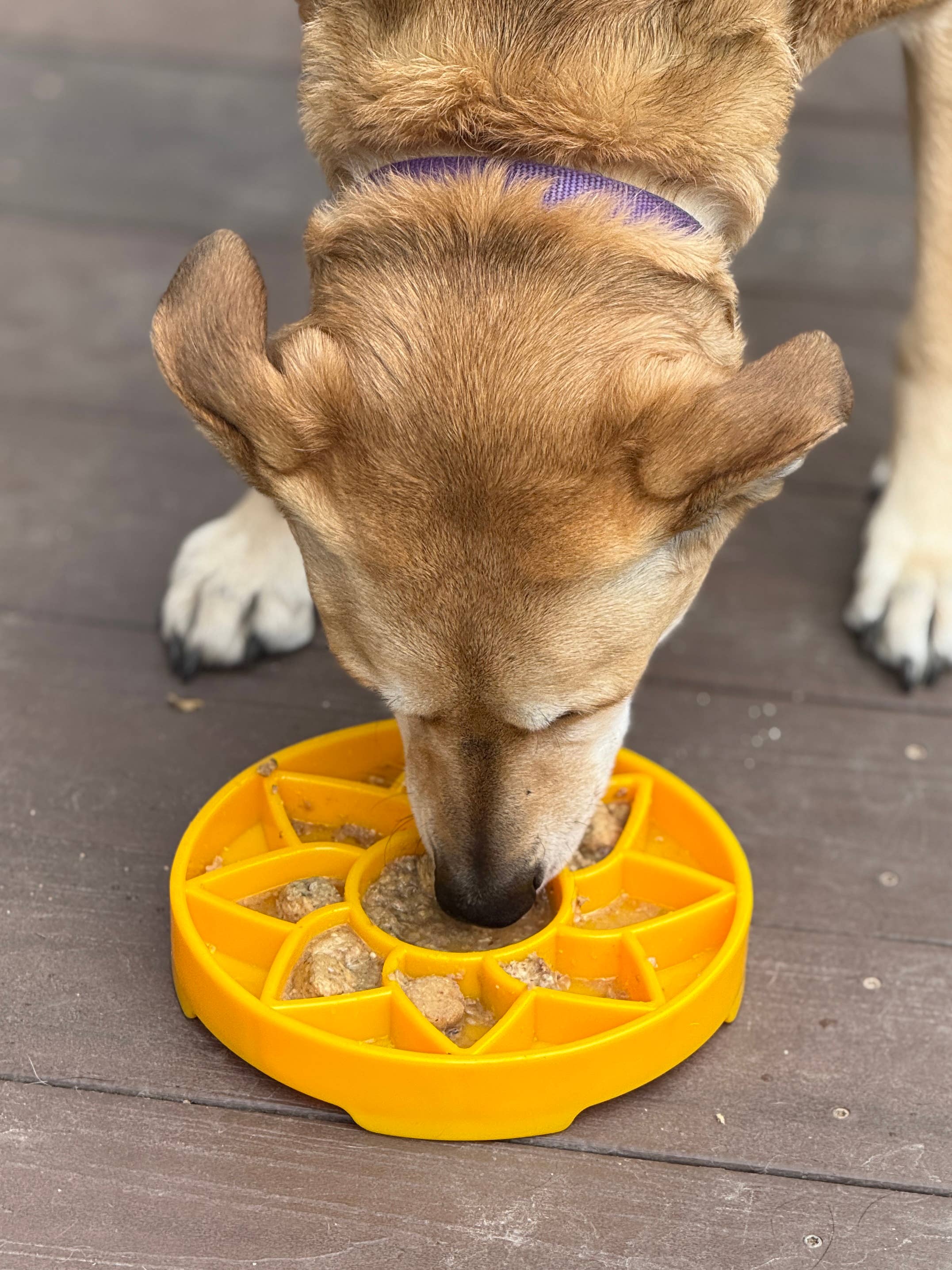 Sunflower Design eTray Enrichment Slow Feeder Tray for Dogs - Yellow for wholesale on Faire9