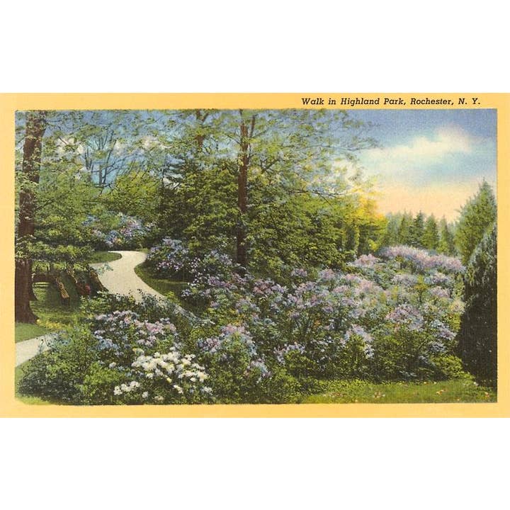 Cartolina NS-184 Highland Park, Rochester, New York per la vendita all'ingrosso da parte di Found Image Press