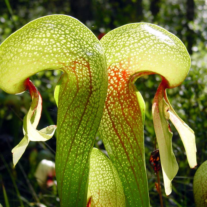 Darlingtonia californica Torr TC Plantlet | Planta de interior rara para venta al por mayor de OrchidBox