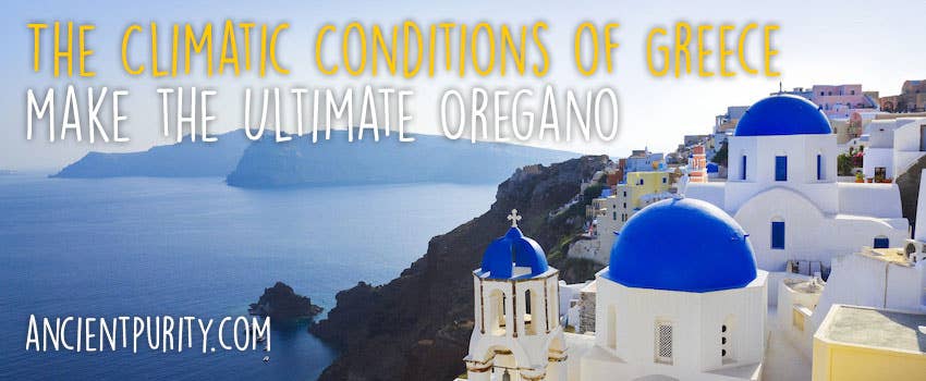 Ancient Purity - Wholesale Oral Supplement/Vitamin - Oregano Essential Oil 30ml | Zane Hellas | Greek Origin5