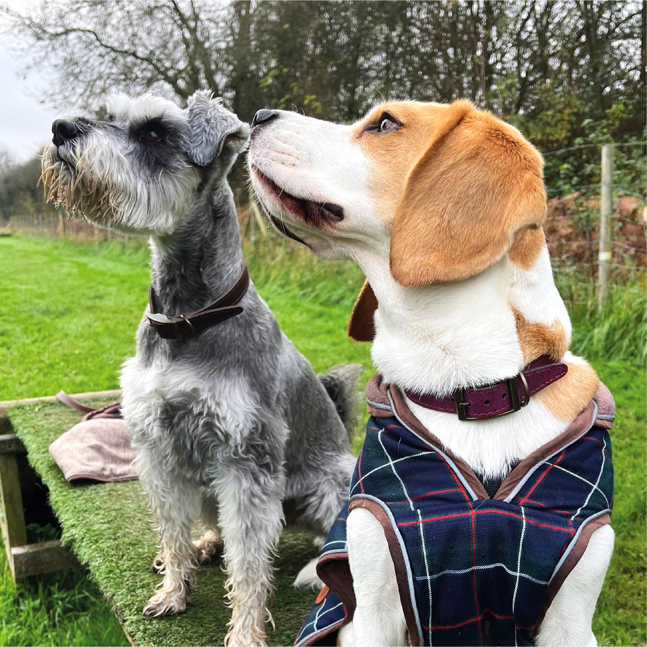 HugglePets – wholesale Pet collar – Dog – HugglePets Legacy Leather Dog Collar26