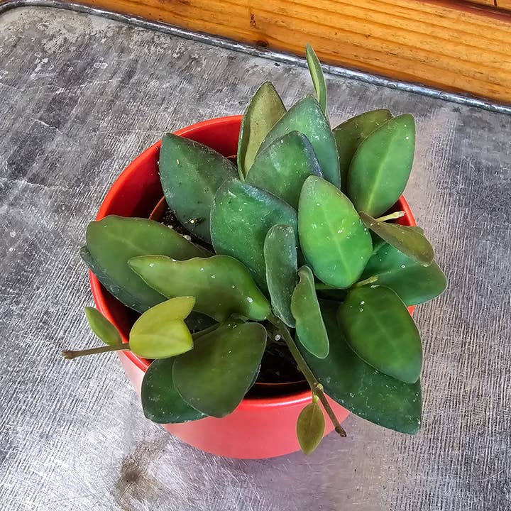 Hoya Bilobata, 2" Plant for wholesale by The Plant Farm